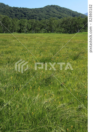Landscape / Oze / Raised bog and mountains 82860182