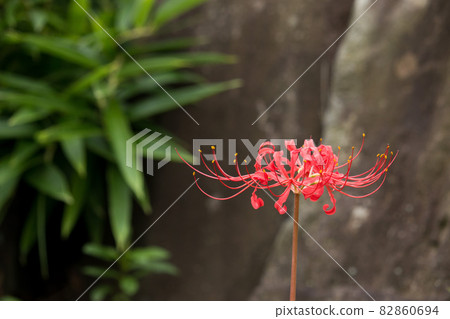 岩石和竹子背景中的群集阿瑪麗利斯 82860694