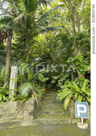 Yonehara Yaeyama Palm Grove Entrance Yonehara Yaeyama Palm Grove Entrance 82860749