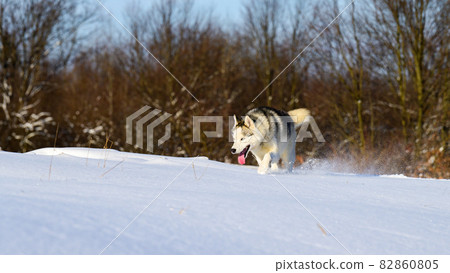 Animal life in the wild, husky on a winter hunt. 82860805