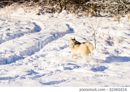 Happy dog during winter walk, husky sled dog, dog playing in the snow. Happy dog during winter walk, husky sled dog, dog playing in the snow. 82860816