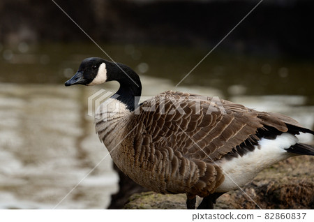 Duck at the local zoo near the pond. Duck at the local zoo near the pond. 82860837
