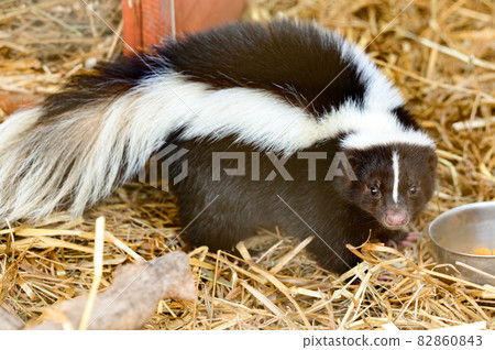 A skunk is a resident of a zoo, an animal that emits an unpleasant odor when it senses danger. 82860843