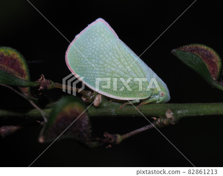 Aoba hagoromo close-up 82861213