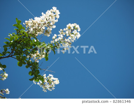 Flower of crape mybs Flower of crape mybs 82861346