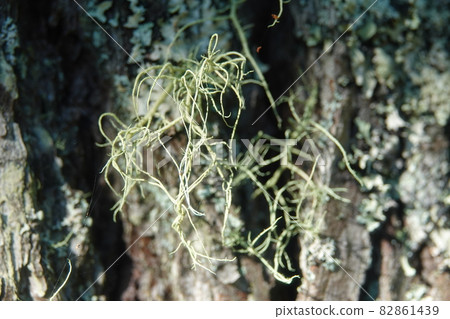 生長在紅松樹幹上的西班牙苔蘚 82861439