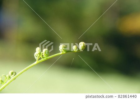 桂花芽 桂花芽 82861440