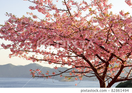 Kawazu cherry blossoms in full bloom 82861494