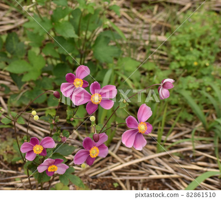 粉紅色的Shumayigiku 82861510