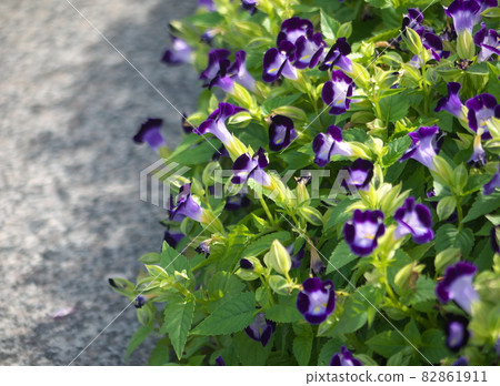 Torenia flowers in the flowerbed 82861911