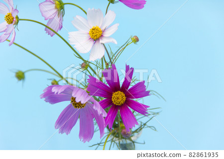 波斯菊切花 82861935