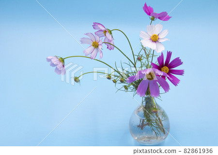 波斯菊切花 82861936