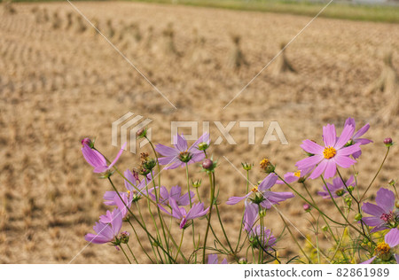 Autumn rice fields, rice straw and cosmos blooming scenery Autumn rice fields, rice straw and cosmos blooming scenery 82861989