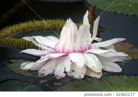 維多利亞亞馬遜的粉紅色花瓣 維多利亞亞馬遜的粉紅色花瓣 82862217