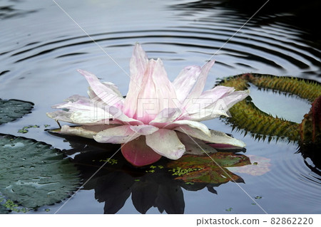 Giant Victoria Amazonica flowers and ripples 82862220