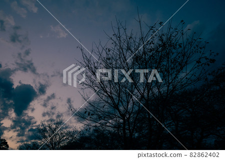 Autumn evening The silhouette of a deciduous cherry tree and the dark sky a-3 Warmth Autumn evening The silhouette of a deciduous cherry tree and the dark sky a-3 Warmth 82862402