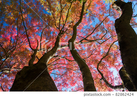 Autumn leaves 82862424