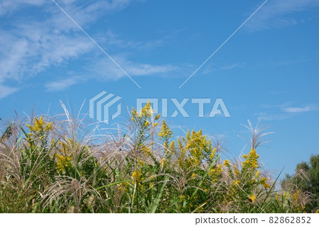 Riverbed overgrown with Solidago altissima and Miscanthus sinensis Blue sky background 82862852