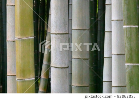 Mosouchiku bamboo grove close-up 82862853