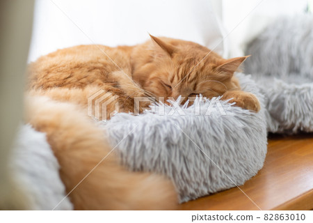 Sleeping face of a cat Brown tabby cat Sleeping face of a cat Brown tabby cat 82863010