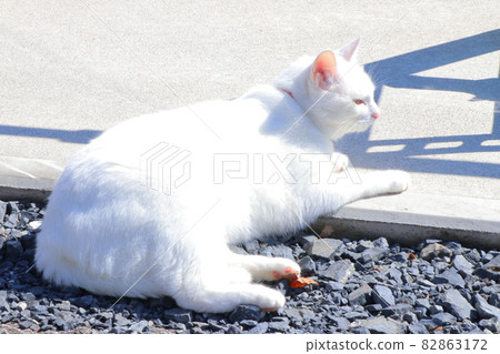 Pure white cat Hinata Bokko Pure white cat Hinata Bokko 82863172