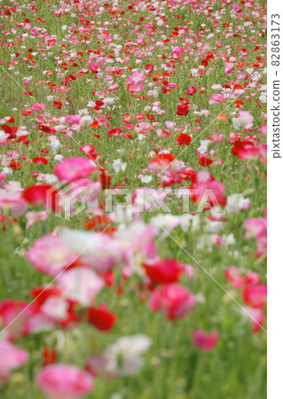 Hinagishi Hinagishi 82863173