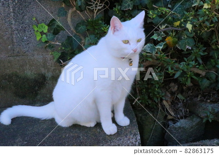 White cat 82863175