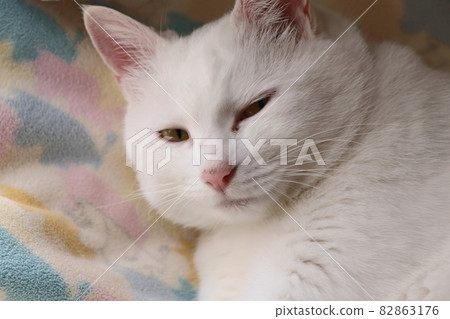 White cat waking up 82863176