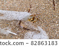 crab on the sandy seashore 82863183