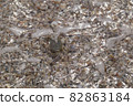 crab on the sandy seashore 82863184