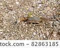crab on the sandy seashore 82863185
