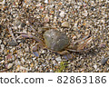 crab on the sandy seashore 82863186