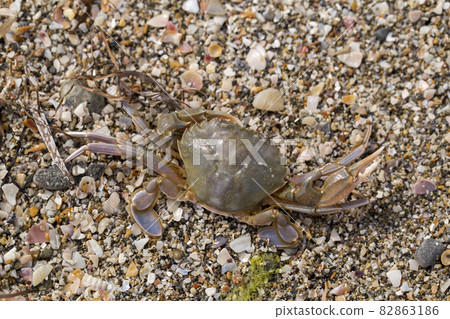 crab on the sandy seashore crab on the sandy seashore 82863186