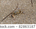 crab on the sandy seashore 82863187