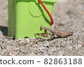 praying mantis on the white background 82863188