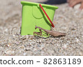 praying mantis on the white background 82863189