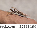 praying mantis on the white background 82863190