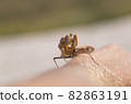 praying mantis on the white background 82863191