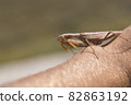 praying mantis on the white background 82863192