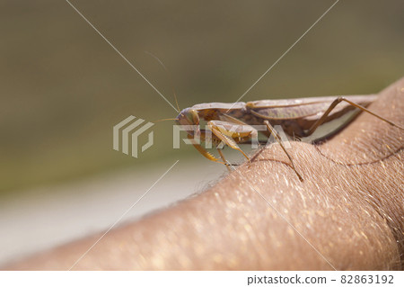 praying mantis on the white background 82863192