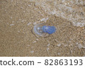jellyfish on the sandy seashore 82863193
