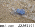 jellyfish on the sandy seashore 82863194