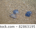 jellyfish on the sandy seashore 82863195