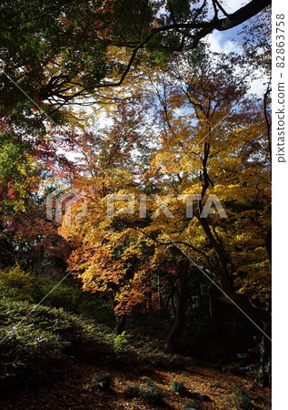 Autumn leaves Autumn leaves 82863758