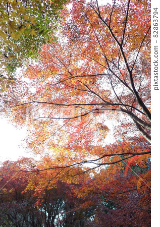 Autumn leaves 82863794