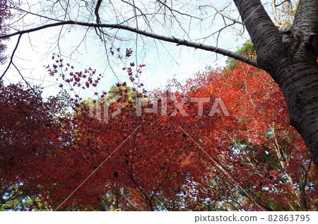 秋天的落葉 82863795