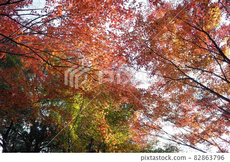 秋天的落葉 82863796