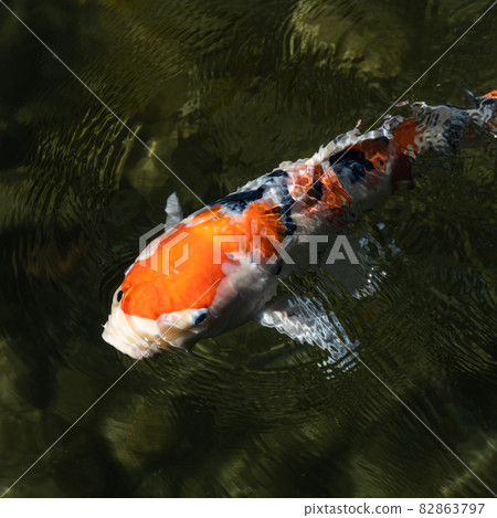 紅色錦鯉游泳1:1 82863797