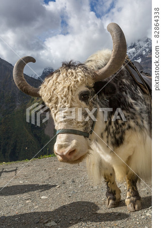 Yak on the background of the Caucasus mountains Yak on the background of the Caucasus mountains 82864338