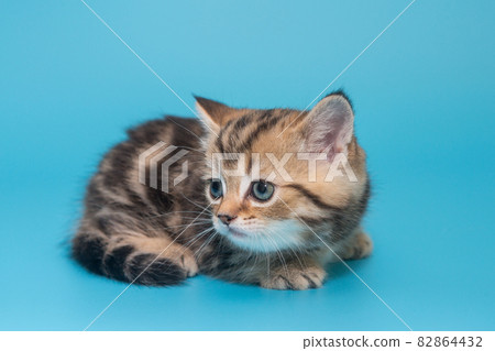 Scottish, striped, red kitten Scottish, striped, red kitten 82864432